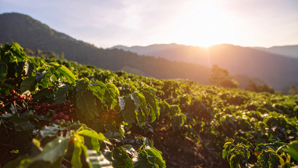 Seasonal Beans: How Weather Shapes Coffee Flavor